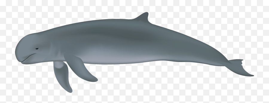 Orcaella Brevirostris - Society For Marine Mammalogy Orcaella Brevirostris Png,Dolphin Transparent
