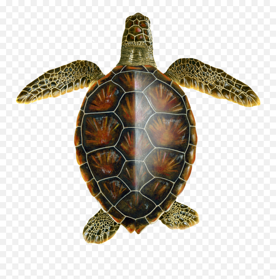 Green Upwell - Green Turtle Png,Sea Turtle Png