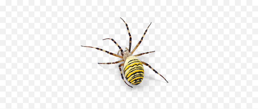 Hulett Pest Control - Spider Web Png,Transparent Spiders