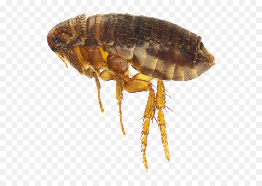 Flea Png Image Fleas Termite Control Termites - Transparent Flea Png,Termite Png