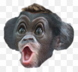 Download Common Chimpanzee Png Image