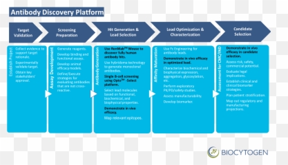 Antibody Discovery Services - Vertical Png,Antibody Png