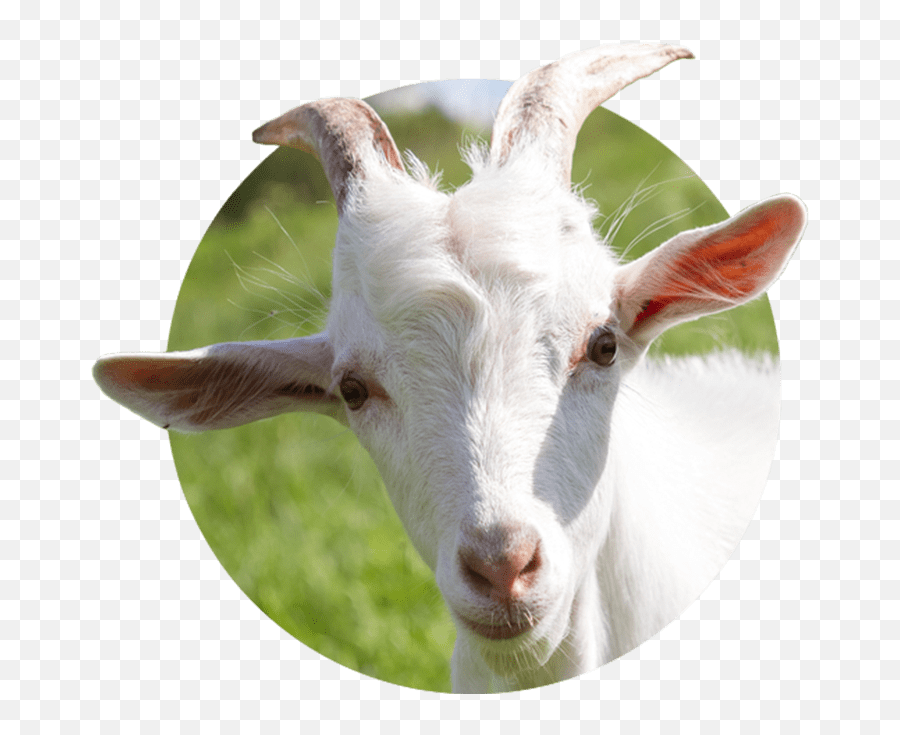 Retail Store Locator Submission How To Add Your - Goat Milk Png,Feral Icon