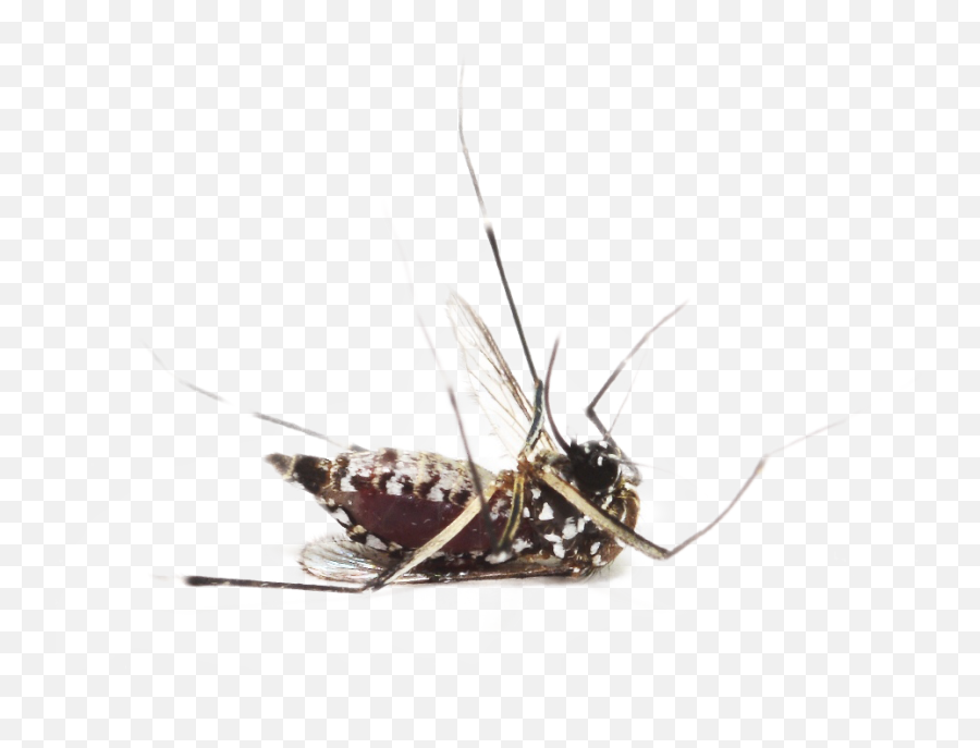 Download Mosquito Png Image For Free - Dengue Fever Yellow Fever,Mosquito Transparent