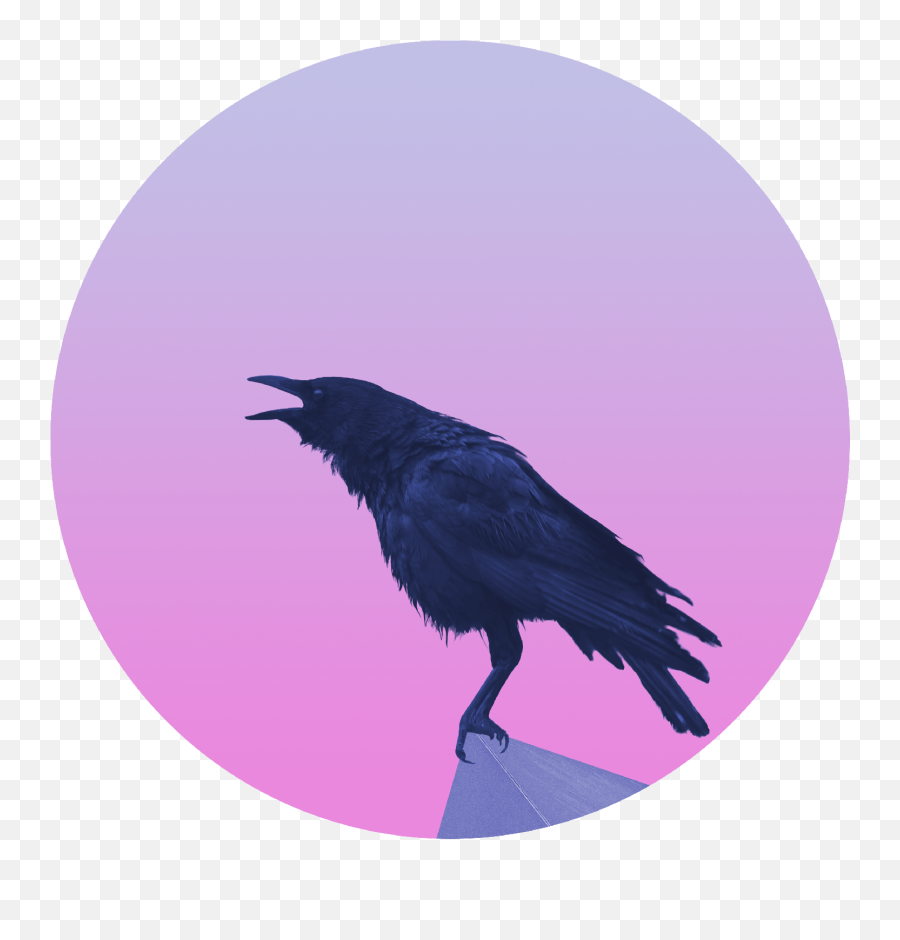 About - Raven On Edge Professional Photoshop Artist Fish Crow Png,Icon Raven Helmet
