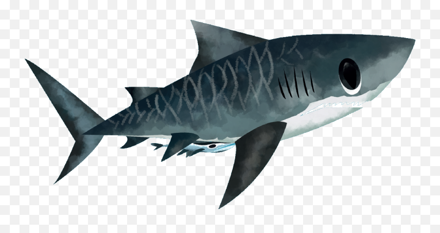 Tiger Shark - Save Our Seas Foundation Fact File About Tiger Sharks Png,Shark Tooth Icon