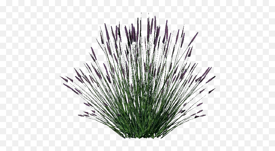 3d Bushes - Lavanda Acca Software Lavender Bush Png Transparent,Bushes Transparent