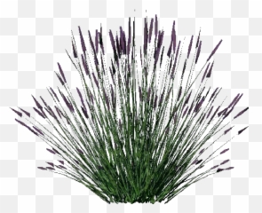 3d Bushes - Lavanda Acca Software Lavender Bush Png Transparent,Bushes Transparent