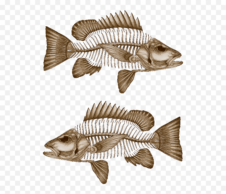 Mangrove Jack Decals - Fossil Fish No Background Png,Mangrove Png
