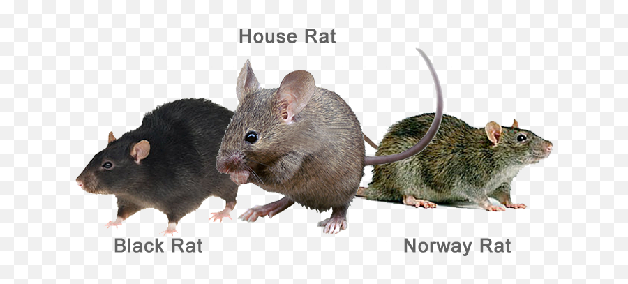 Rats Are Some Of The Most Troublesome And Damaging - Types Rat Png,Rats Png