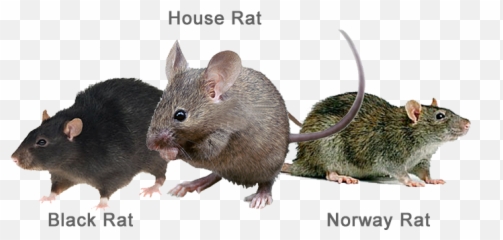 Rats Are Some Of The Most Troublesome And Damaging - Types Rat Png,Rats Png