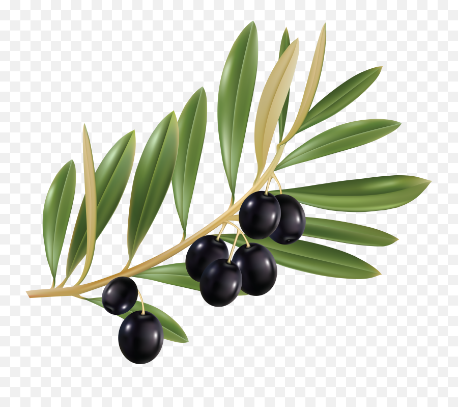 Olive Png - Watercolor Olive Branch Art,Olive Png