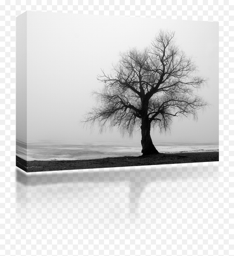Lonely Winter Tree - Hold On To The Love Not The Loss Png,Winter Tree Png
