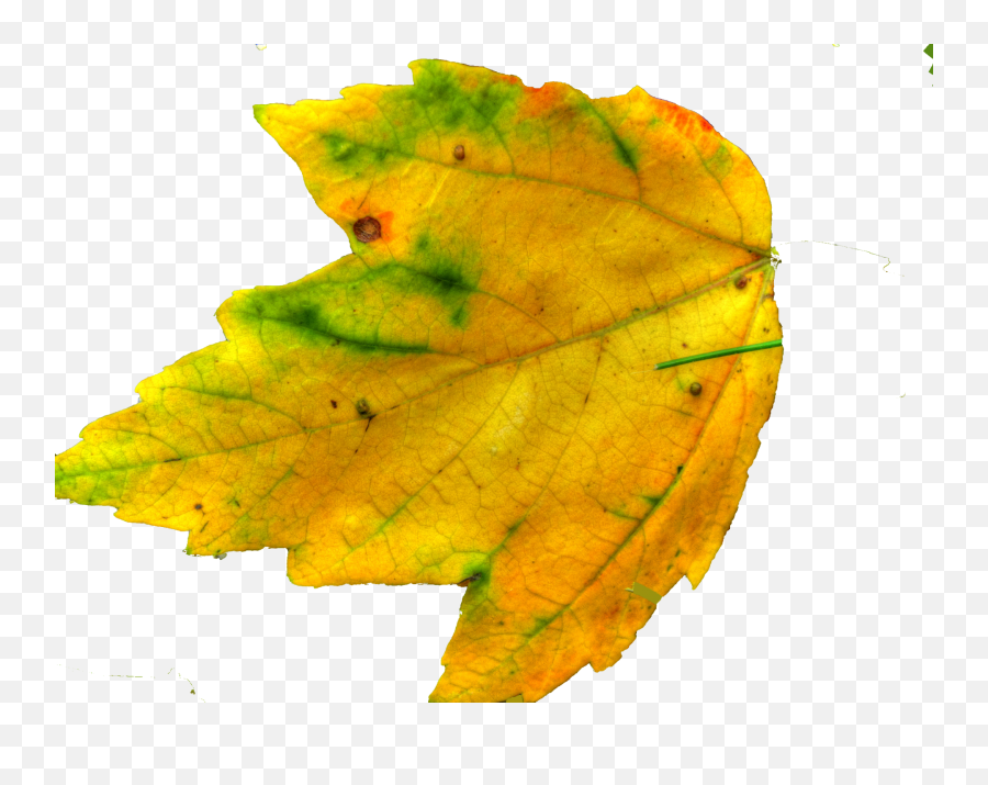 Leaf Yellow Clipart Transparent Png - 110k Cliparts,Maple Tree Png