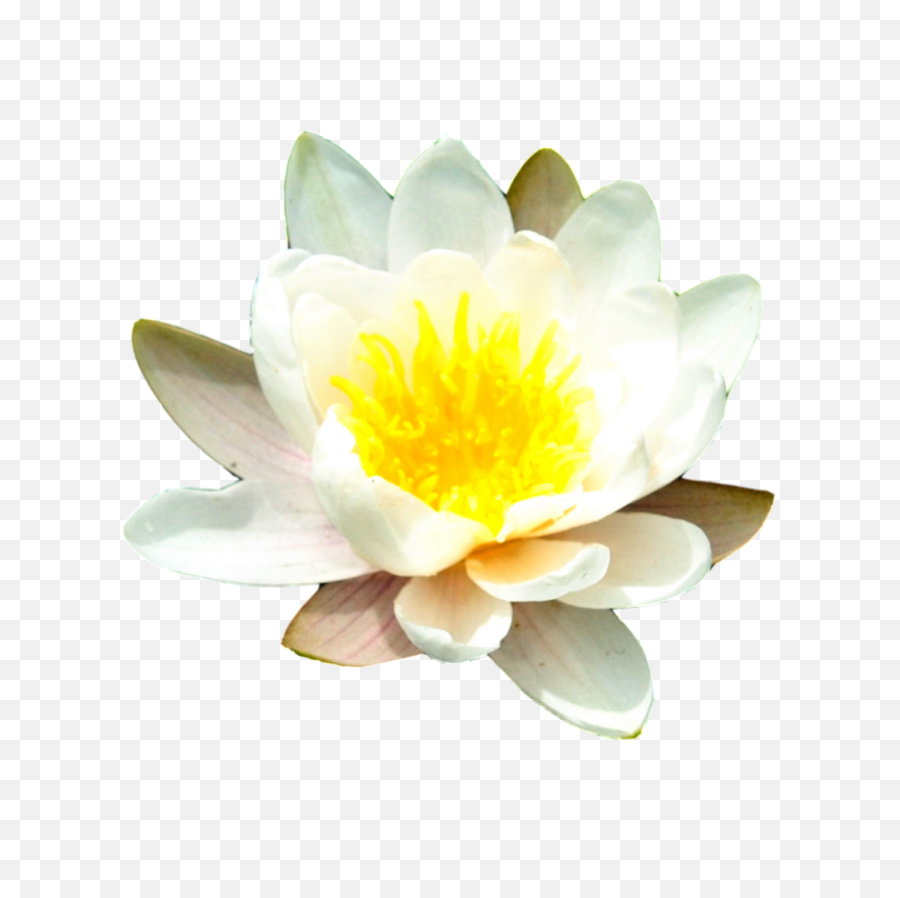 Png Water Lily Transparent Background - Transparent Water Lily Png,Lily Transparent Background