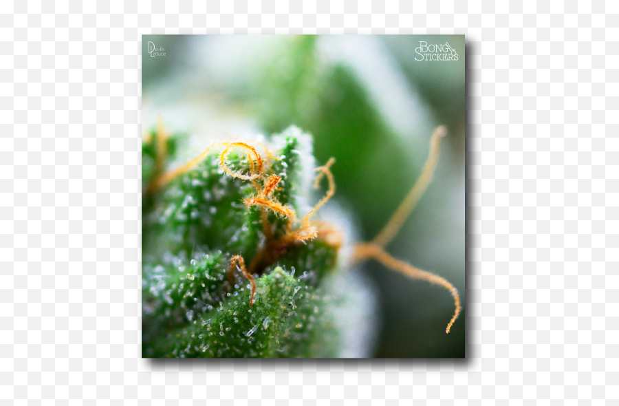 Macro Lens Marijuana Leaf - Marijuana Sticker 022 Png,Pot Leaf Transparent