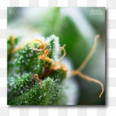 Macro Lens Marijuana Leaf - Sticker 022 png