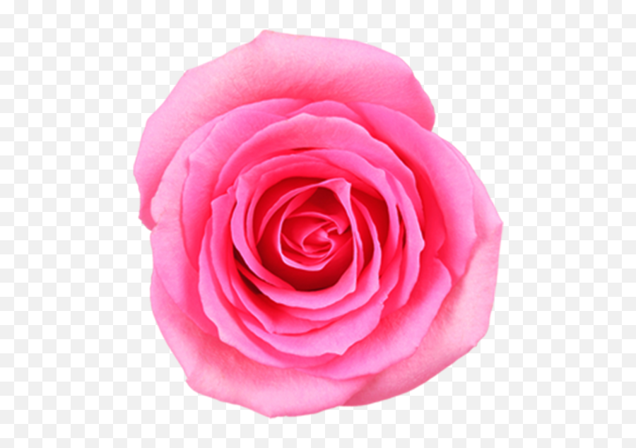 Pink Rose Png Image Free Download Searchpngcom - Pink Flowers Images Download,Pink Roses Png
