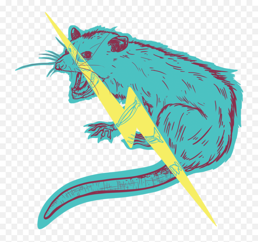 Cooper Foszcz Design Illustration - Illustration Png,Opossum Png