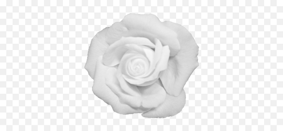 Download Black Flower Crown Transparent - White Transparent Black And White Rose Png,Flower Crown Transparent