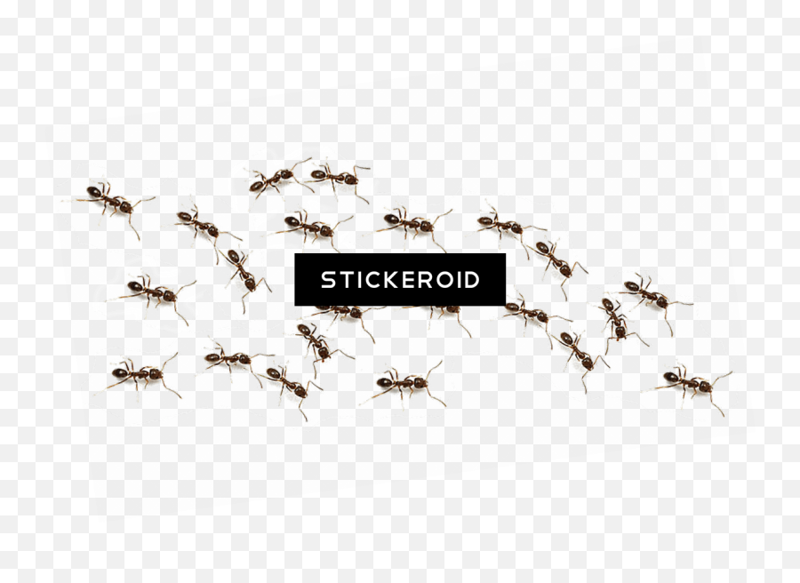 Download Ant Ants Insects - Mosquito Png Image With No Pest Control,Ants Png