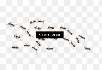 Download Ant Ants Insects - Mosquito Png Image With No Pest Control,Ants Png