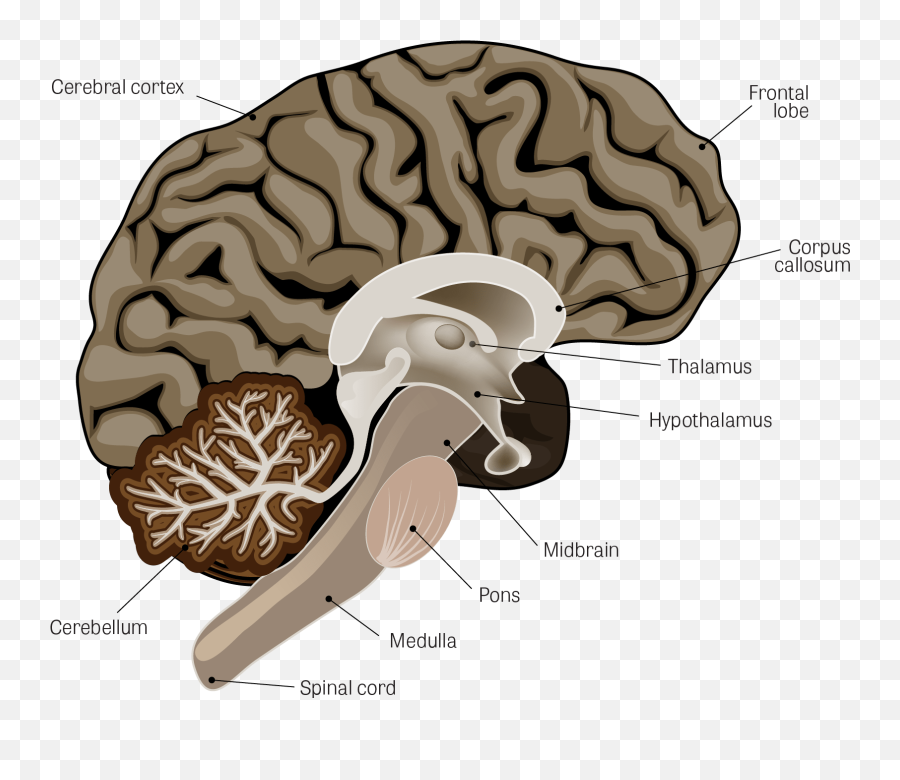 Toxtutor - Neurotoxicity Part Of The Brain Does Affect Png,Nervous System Png