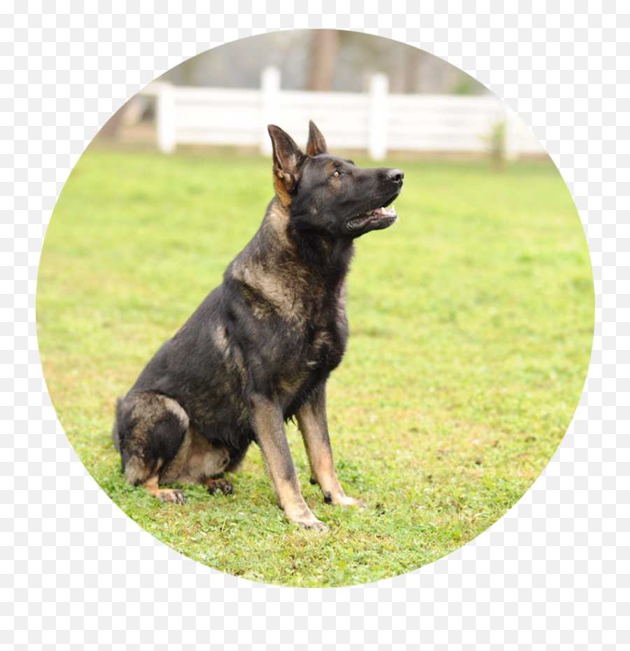 Download Arko - German Shepherd Png Image With No Background Pastore Tedesco Antico,German Shepherd Png