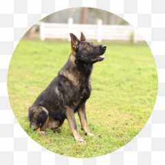 Download Arko - German Shepherd Png Image With No Background Pastore Tedesco Antico,German Shepherd Png