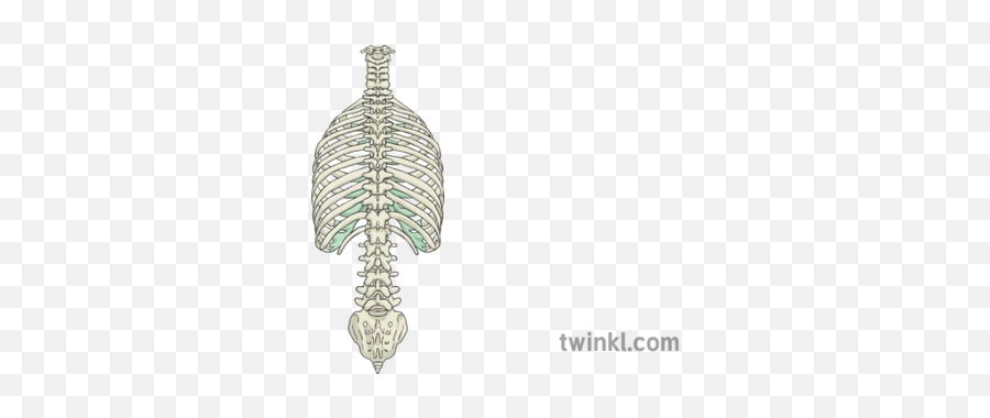 Rib Cage And Spine Rear View Human Body Skeleton Science Ks2 - Illustration Png,Rib Cage Png