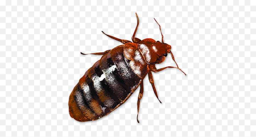 Bed Bug Transparent Image - Bed Bugs Png,Transparent Bug