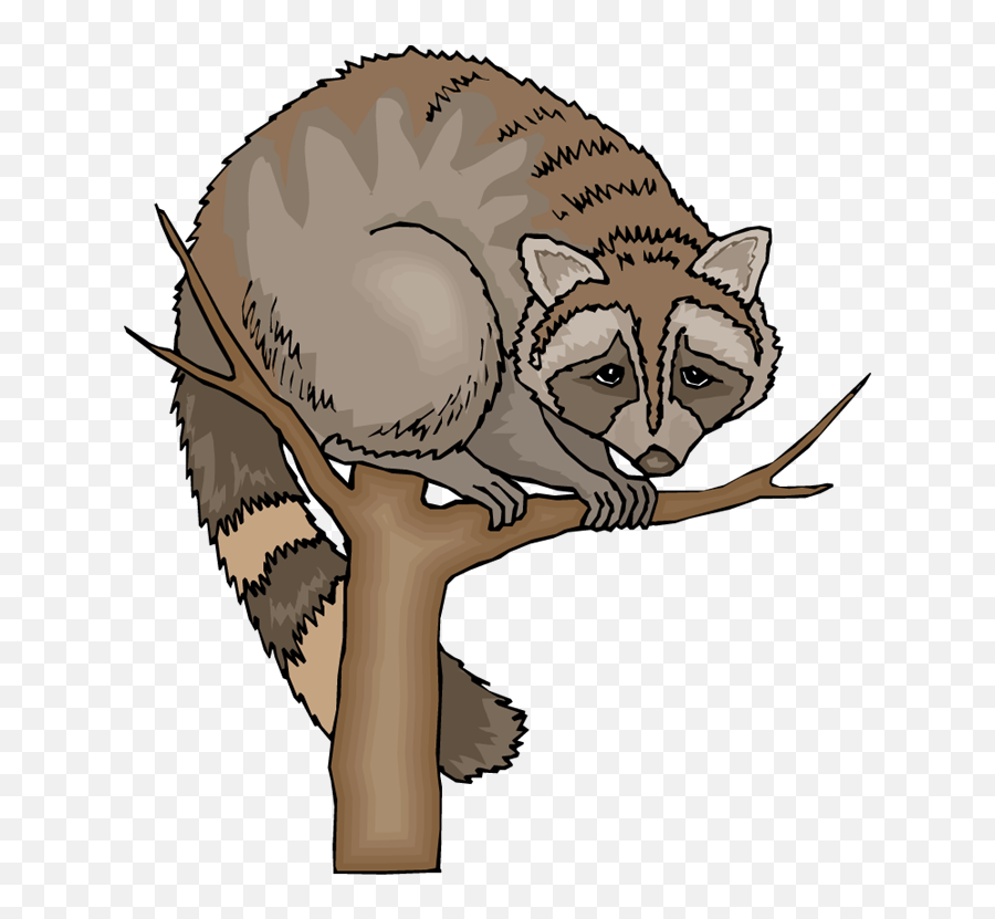 Free Raccoon Clipart 5 - Clipartix Racoon Clip Art Png,Raccoon Transparent Background