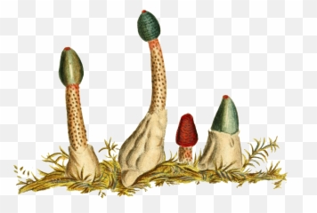 Download Hand Painted Ground Flower Buds Transparent Plant - Illustration png