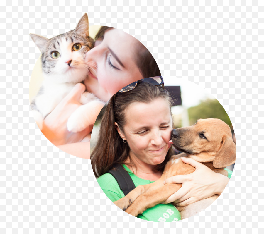 Austin Pets Alive Home - Pet Png,Cute Dog Png