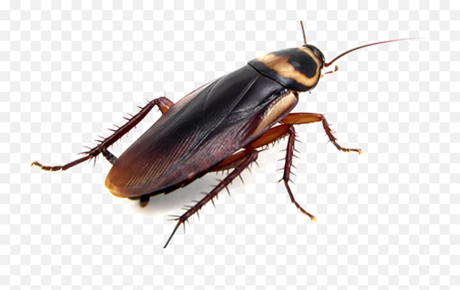 Cockroach Png Transparent Photo - Does A Cockroach Look Like,Cockroach Png