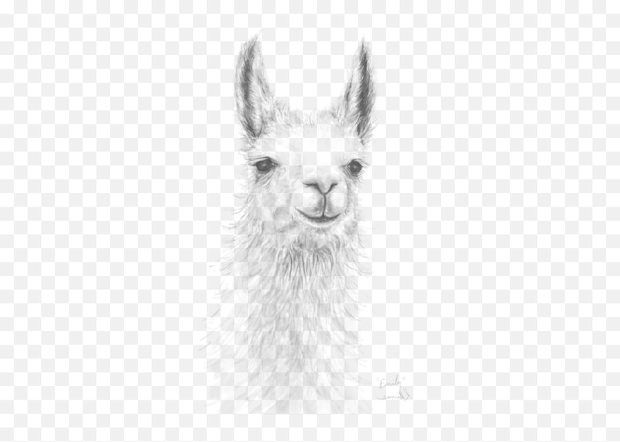Realistic Alpaca Drawing Png Image With - Llama,Alpaca Png