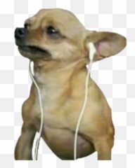 Download Sad Chihuahua - De Perfil De Perros Chistosos Png,Chihuahua Png