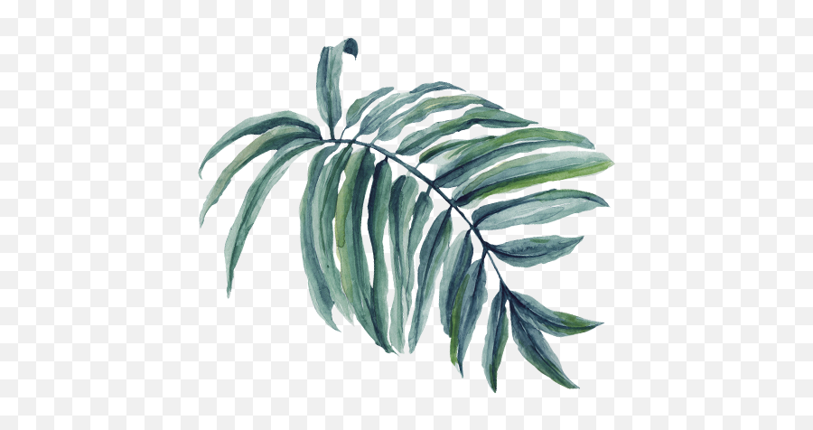 Palm Tree Branch Png Watercolor - Leaf,Palm Branch Png