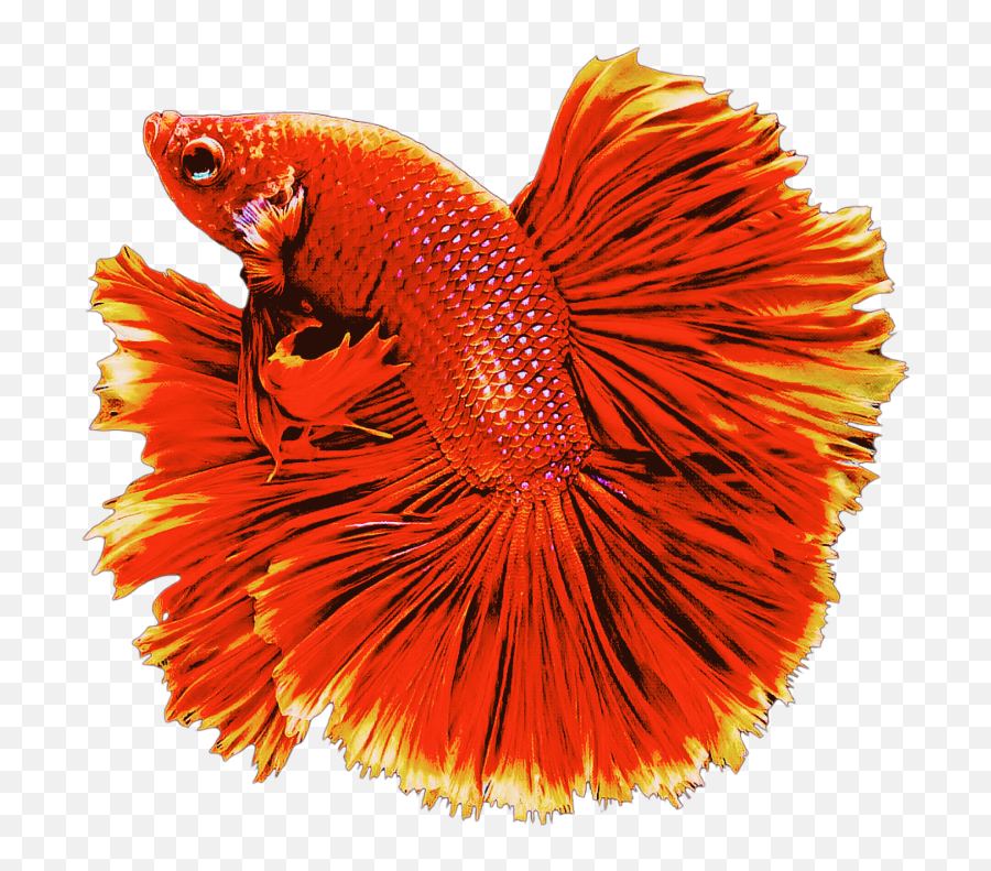 Red Fish Png - Red Fish Goldfish Swiming Animals Betta On Transparent Background,Goldfish Transparent