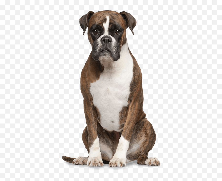 Funny Dog Transparent Png Clipart - Transparent Background Boxer Dog Png,Funny Dog Png