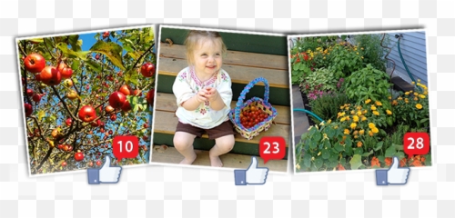 Show Your Bounty Contest Details - Green Mountain Compost png