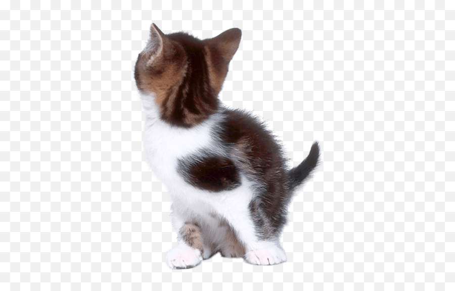 Download Cat Png Image Picture Kitten Hq - Back Of Cat Transparent Background,Kitten Transparent Background
