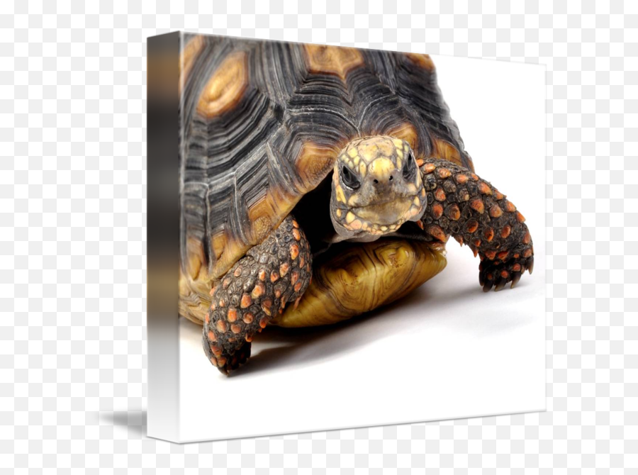 Redfoot Tortoise By - Redfoot Tortoise Png,Cute Turtle Png