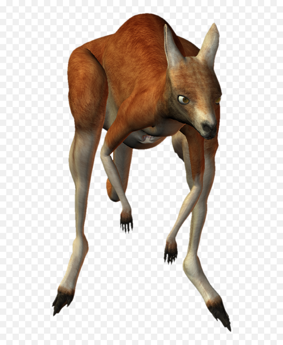 Kangaroo Png - Kangaroo,Kangaroo Transparent Background