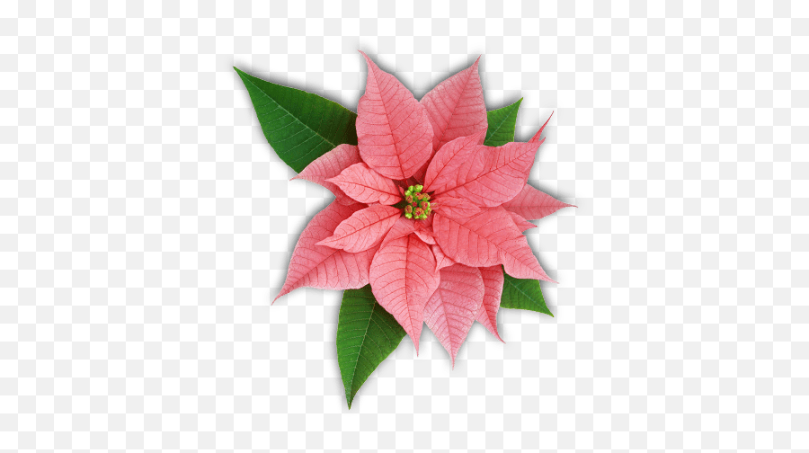 Pink Poinsettia Transparent Png - Poinsettia Facts,Poinsettia Png
