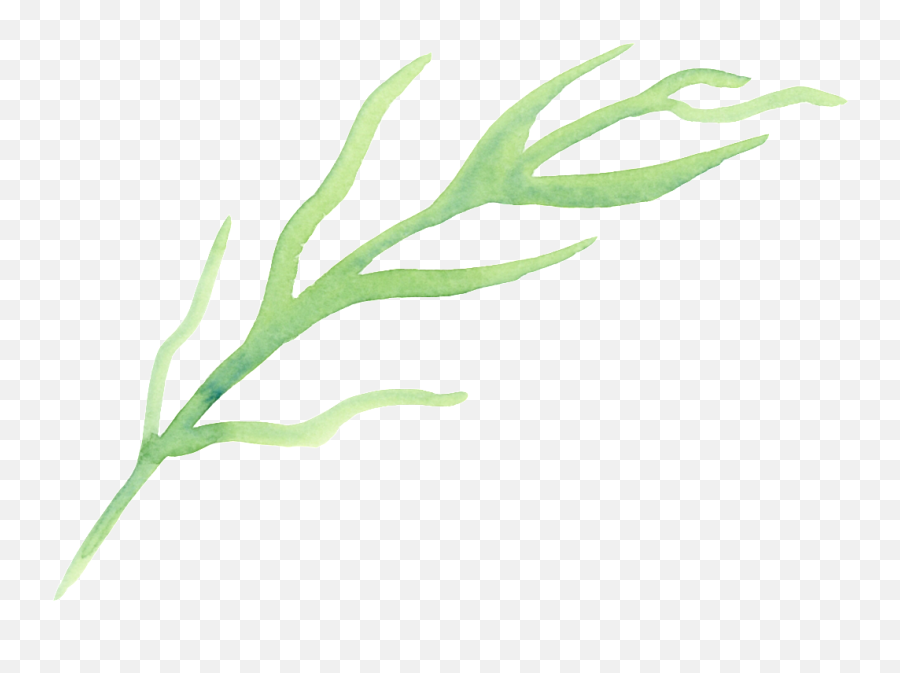 Download This Graphics Is Cartoon Transparent For Origami - Illustration Png,Seaweed Png