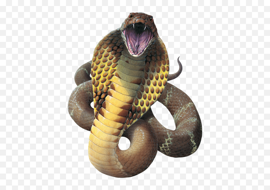 Transparent Cobra Snake Hd - King Cobra Transparent Background Png,Snake Transparent Background