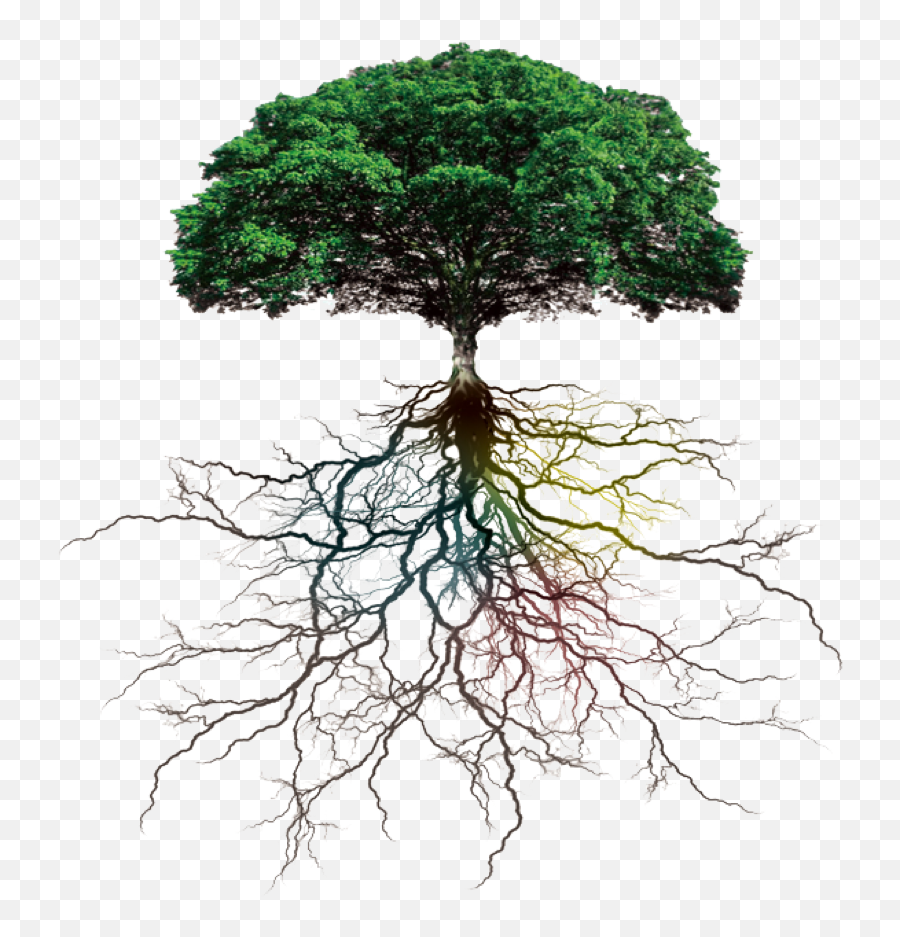 Tree Roots Png Download - Tree With Roots Png,Tree Roots Png