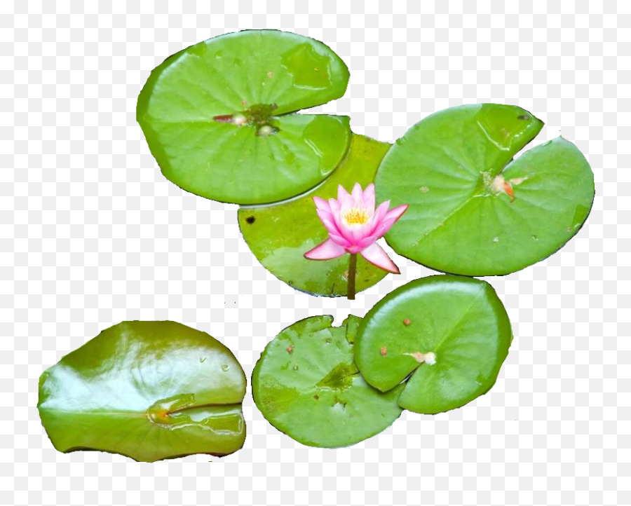 Water Lily Png Transparent Images All - Water Lily Plants Png,Lily Transparent Background