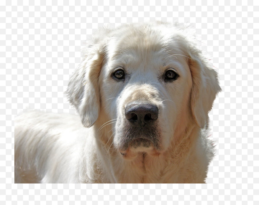 Golden Retriever Isolated Dog - Golden Retriever Short Hair Png,Golden Retriever Transparent Background
